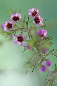Bella: Waxflower