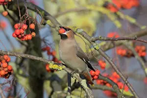 Garrulus: Waxwing - adult bird eating a berry - Germany