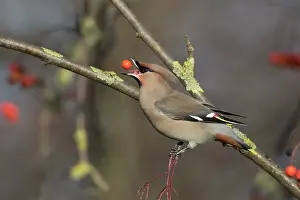 Garrulus: Waxwing - adult bird eating a berry - Germany