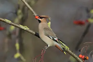 Garrulus: Waxwing - adult bird eating a berry - Germany