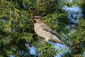 Garrulus: Waxwing -adult bird - Germany