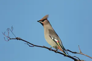 Garrulus: Waxwing - adult bird - Germany