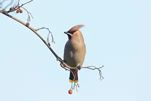 Garrulus: Waxwing - adult bird perched on a twig - Germany