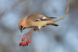 Garrulus: Waxwing - adult bird perched on a twig - Germany