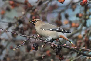 240118: Waxwing - adult eating an ornamental apple - Germany