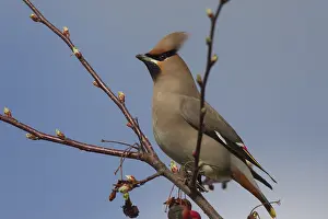 240118: Waxwing - adult eating an ornamental apple - Germany