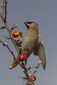 240118: Waxwing - adult eating an ornamental apple - Germany