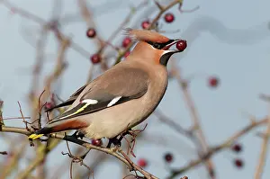 Waxwings: Waxwing - with berry in bill. North Lincolnshire