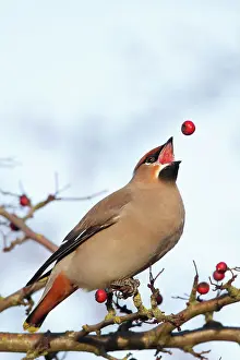 Tossing: Waxwing (Bohemian) - tossing hawthorn berry before