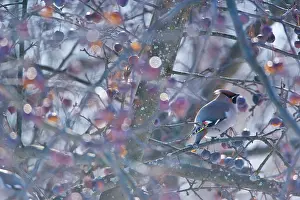 Flare: Waxwing (Bombycilla garrulus) on a branch, Oulu