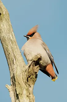 Waxwings: Waxwing - on dead tree branch. North Lincolnshire