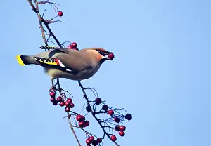 Waxwings: Waxwing - eating berries form a tree and showing