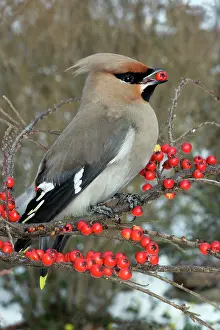 Cotoneaster: Waxwing eating Cotoneaster lacteus berries