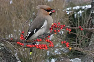 Cotoneaster: Waxwing eating Cotoneaster lacteus berries