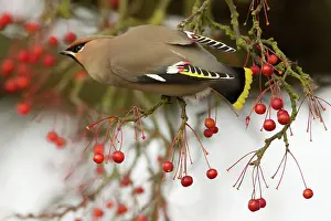 Waxwings: Waxwing - feeding on Autumn berries