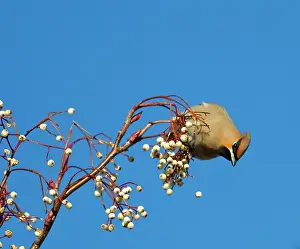 Waxwings: Waxwing - feeding on berries