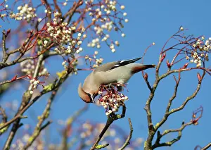 Waxwings: Waxwing - feeding on berries