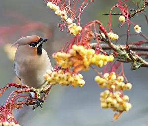 Waxwings: Waxwing - feeding on berries