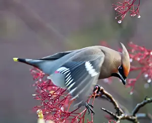 Waxwings: Waxwing - feeding on berries