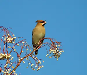 Waxwings: Waxwing - feeding on berries