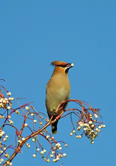 Waxwings: Waxwing - feeding on berries