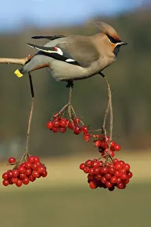 Guelder: Waxwing - Feeding on Guelder-rose berries