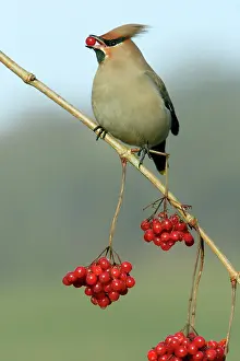 Guelder: Waxwing - Feeding on Guelder-rose berries