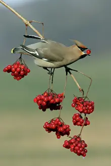 Guelder: Waxwing - Feeding on Guelder-rose berries