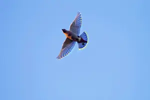 Waxwings: Waxwing - in flight