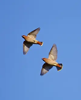 Waxwings: Waxwing - in flight