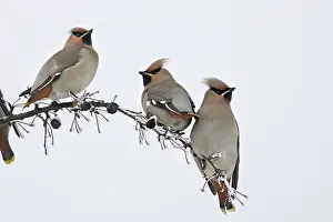 Celtis: Waxwing - flock feeding on berries of Celtis occidentalis