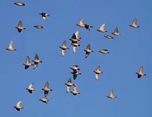 Waxwings: Waxwing - flock in flight