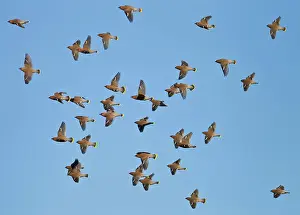 Waxwings: Waxwing - flock in flight