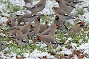 Celtis: Waxwing - flock on ground in snow feeding on berries
