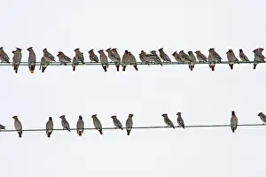 Wires: Waxwing - flock resting on wires