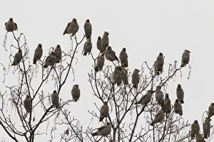 240118: Waxwing - resting flock - Germany