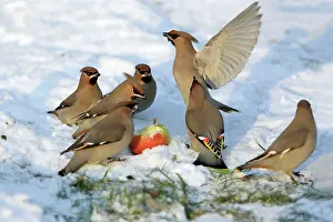 Waxwings: Waxwings - Feeding on an apple in garden