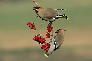 Guelder: Waxwings - Feeding on Guelder-rose berries