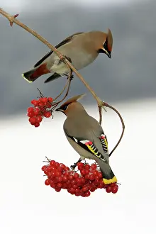 Guelder: Waxwings - Feeding on Guelder-rose berries