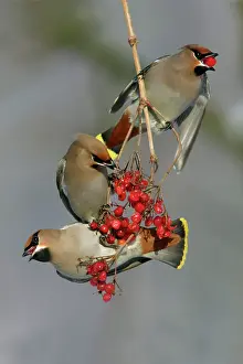 Guelder: Waxwings - Feeding on Guelder-rose berries