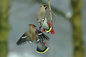Guelder: Waxwings - Feeding on Guelder-rose berries