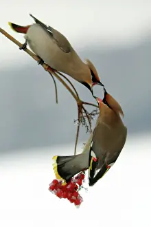 Confronation: Waxwings - Fighting over Guelder-rose berries