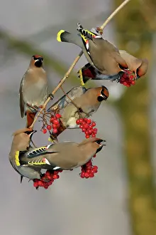 Guelder: Waxwings - Flock feeding on Guelder-rose berries