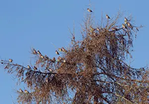 Waxwings: Waxwings - flock perched in tree top