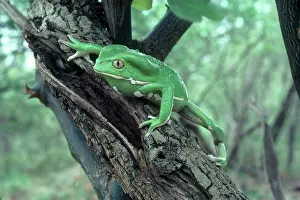 Sauvages: Waxy Monkey Leaf Frog