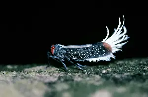 Lantern: Waxy-tailed Lantern Bug - Cicada family