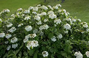 Lantana: Wayfaring Tree