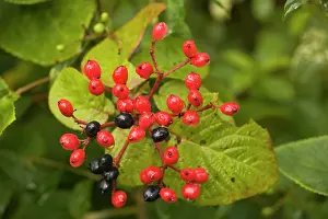 Lantana: Wayfaring tree, in fruit