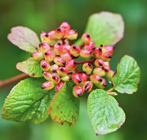 Lantana: Wayfaringtree