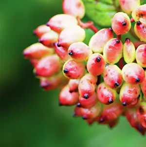 Lantana: Wayfaringtree